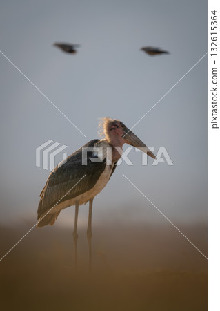 Birds fly behind marabou stork on grass 132615364