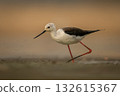Black-winged stilt crosses riverbed with muddy leg 132615367