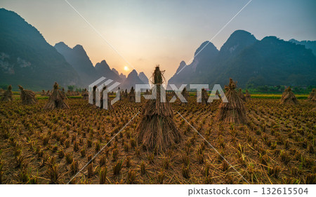 Straw after harvesting rice in the field at sunrise, Northern of Vietnam 132615504