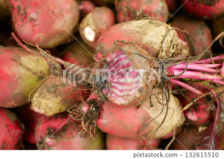 Beetroot vole farm Microtus arvalis beet pile mouse bite eated harvest mice spoiled warehouse spoilage brokenred red pest eat of stored vegetable beta vulgaris burpees harvest damage bio Europe Beetroot vole farm Microtus arvalis beet pile mouse bite eated harvest mice spoiled warehouse spoilage brokenred red pest eat of stored vegetable beta vulgaris burpees harvest damage bio Europe 132615510