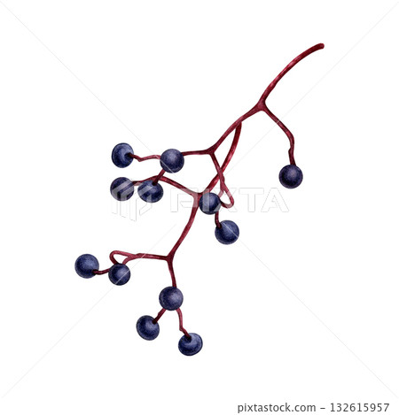 Watercolor painting of a branch of maiden grapes on a white background. Good for postcards, books, invitations, greeting cards, wallpaper and textiles. Watercolor painting of a branch of maiden grapes on a white background. Good for postcards, books, invitations, greeting cards, wallpaper and textiles. 132615957