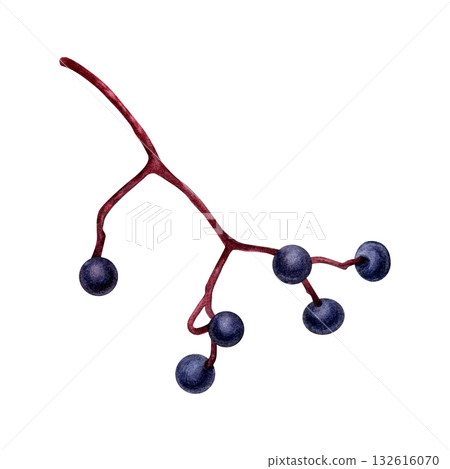 Watercolor painting of a branch of maiden grapes on a white background. Good for postcards, books, invitations, greeting cards, wallpaper and textiles. Watercolor painting of a branch of maiden grapes on a white background. Good for postcards, books, invitations, greeting cards, wallpaper and textiles. 132616070