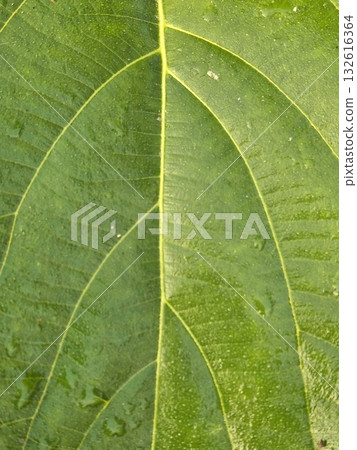 Close-up macro shot of a vibrant green leaf, highlighting its intricate vein structure and texture Close-up macro shot of a vibrant green leaf, highlighting its intricate vein structure and texture 132616364
