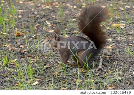 A squirrel is walking through the grass and leaves A squirrel is walking through the grass and leaves 132616489