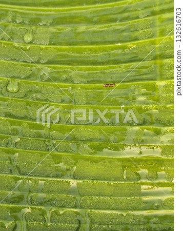 Close-up macro view of vibrant green banana leaf veins and texture, showing intricate natural patterns and subtle water droplets Close-up macro view of vibrant green banana leaf veins and texture, showing intricate natural patterns and subtle water droplets 132616703
