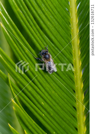 A bee is sitting on a leaf 132616711