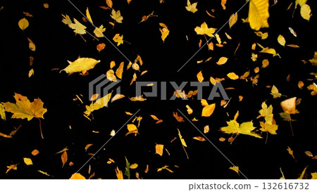 Falling colorful autumn leaves isolated on black background 132616732