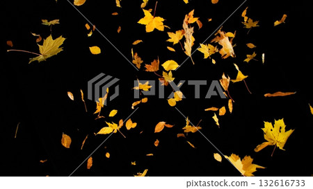 Falling colorful autumn leaves isolated on black background 132616733