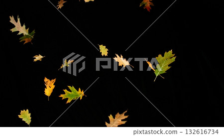 Falling colorful autumn leaves isolated on black background 132616734