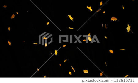 Falling colorful autumn leaves isolated on black background Falling colorful autumn leaves isolated on black background 132616735