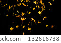 Falling colorful autumn leaves isolated on black background Falling colorful autumn leaves isolated on black background 132616738