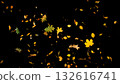 Falling colorful autumn leaves isolated on black background Falling colorful autumn leaves isolated on black background 132616741