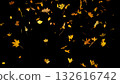Falling colorful autumn leaves isolated on black background Falling colorful autumn leaves isolated on black background 132616742