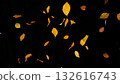 Falling colorful autumn leaves isolated on black background Falling colorful autumn leaves isolated on black background 132616743