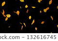 Falling colorful autumn leaves isolated on black background Falling colorful autumn leaves isolated on black background 132616745
