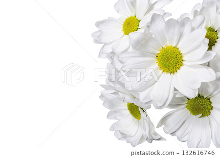 White chrysanthemum flowers on a white background White chrysanthemum flowers on a white background 132616746