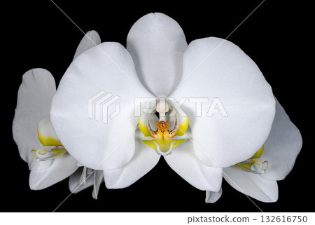 White flower of phalaenopsis orchid isolated on a black background close up 132616750