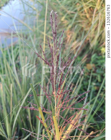 Close-up of a delicate pine seedling with reddish-brown needles and green foliage in soft, natural light 132616763