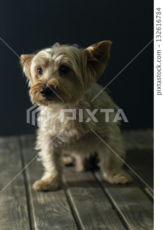 A small dog with brown and white fur is sitting on a wooden floor 132616784
