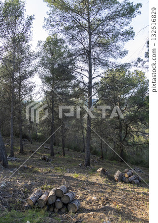 A forest with a large tree in the middle A forest with a large tree in the middle 132616829