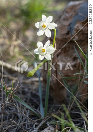 Two white flowers are standing next to a rock Two white flowers are standing next to a rock 132616830