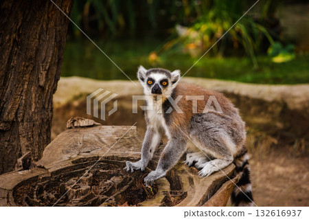 Ring-tailed lemur sitting on a tree stump and looking directly at the camera in a natural environment Ring-tailed lemur sitting on a tree stump and looking directly at the camera in a natural environment 132616937