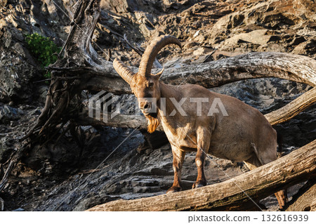Majestic Nubian ibex standing among dry tree trunks on rocky terrain, illuminated by warm sunlight. 132616939
