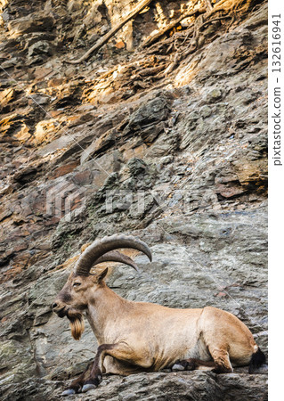 Wild ibex with large curved horns resting on rocky slope in natural mountain habitat, vertical composition. Wild ibex with large curved horns resting on rocky slope in natural mountain habitat, vertical composition. 132616941