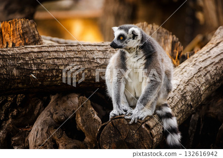 Ring-tailed lemur sitting on a pile of tree logs and looking to the side in warm natural light Ring-tailed lemur sitting on a pile of tree logs and looking to the side in warm natural light 132616942
