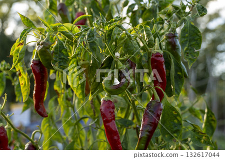 A bunch of red peppers are hanging from a plant A bunch of red peppers are hanging from a plant 132617044