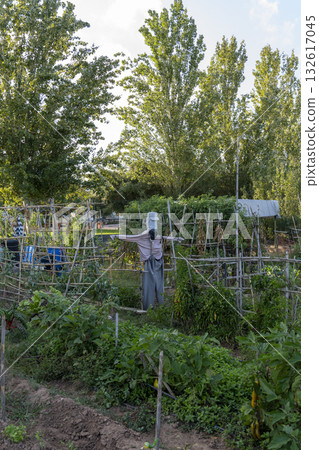 A scarecrow is standing in a garden with many plants A scarecrow is standing in a garden with many plants 132617045