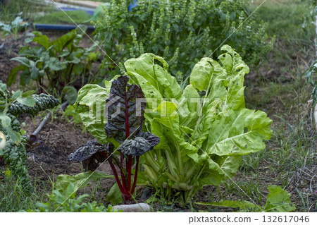 A bunch of green lettuce and red spinach growing in a garden 132617046