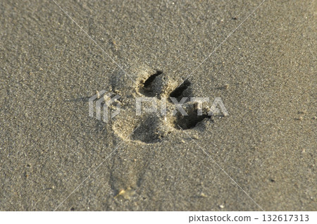 dog tracks on the beach sand dog tracks on the beach sand 132617313