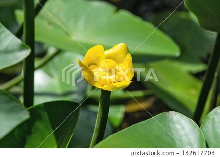 Yellow water lily on a blurred green background 132617703
