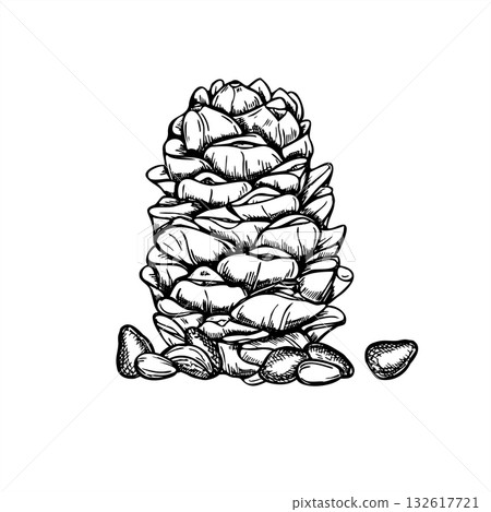 Hand drawn Pinecone with nuts monochrome vector illustration in linear ink style. Etching drawing of forest pine seeds. Food raw ingredients for nature designs, winter holiday decor, birding poster Hand drawn Pinecone with nuts monochrome vector illustration in linear ink style. Etching drawing of forest pine seeds. Food raw ingredients for nature designs, winter holiday decor, birding poster 132617721