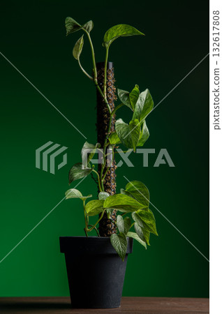 Green foliage on sleek support, Lush greenery entwined on moss pole with calm ambiance, Serene botanical scene featuring glossy leaves and soft studio illumination 132617808