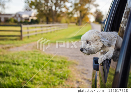 Small dog enjoying a ride with head out of a car window on a quiet country road in the American countryside during autumn. Small dog enjoying a ride with head out of a car window on a quiet country road in the American countryside during autumn. 132617818