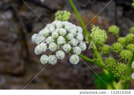 Close up of blooming wild angelica (Angelica sylvestris), a species of flowering plant native to Europe and Central Asia. The Latin specific epithet sylvestris means growing in the woods. 132618308
