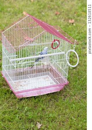 Small bird in pink cage outdoors on grass. Small bird in pink cage outdoors on grass. 132618511