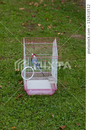 Small blue bird in a pink cage outdoors on the grass. 132618512