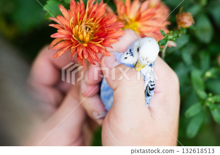 Small blue and white bird gently held in hands near orange flowers. 132618513