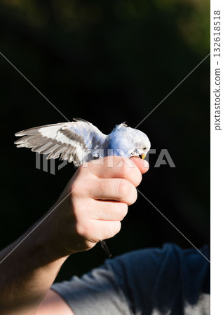 Small blue and white bird gently held in a person's hand, wings slightly spread. Small blue and white bird gently held in a person's hand, wings slightly spread. 132618518