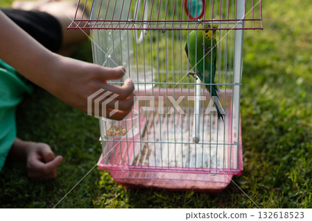 A person tending to a budgie in its cage outdoors on the grass. A person tending to a budgie in its cage outdoors on the grass. 132618523