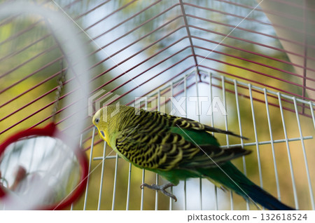 A vibrant green and yellow budgie perched inside its cage, enjoying the view. A vibrant green and yellow budgie perched inside its cage, enjoying the view. 132618524