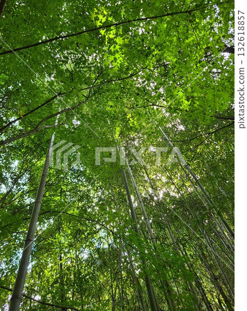  Bamboo grove 132618857