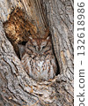 Eastern Screech-Owl sitting in a tree gouge, Canada 132618986