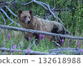 Grizzly Bear in the forest, Yellowstone National Park, USA 132618988