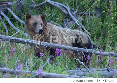 Grizzly Bear in the forest, Yellowstone National Park, USA Grizzly Bear in the forest, Yellowstone National Park, USA 132618988