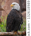 Bald Eagle perched on a tree trunk in Yellowstone National Park, USA 132618989