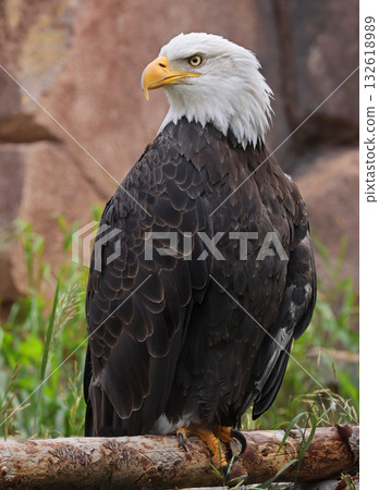 Bald Eagle perched on a tree trunk in Yellowstone National Park, USA 132618989